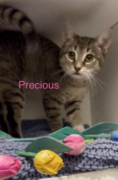 Tabby Cats Available for Adoption - Precious | PetCurious