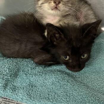 Italo -  Domestic Short Hair Cat for Adoption in San Antonio, Texas - Italo | PetCurious