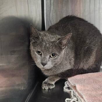 Domestic Short Hair Cats Available for Adoption in Independence, Kansas - Barn Cat 36 | PetCurious