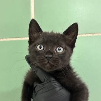 Rescue Domestic Medium Hair Cats for Adoption in Abilene, Texas - Cadabra | PetCurious