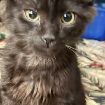 NASHVILLE -  Domestic Medium Hair Cat for Adoption in Lake Ozark, Missouri - NASHVILLE | PetCurious