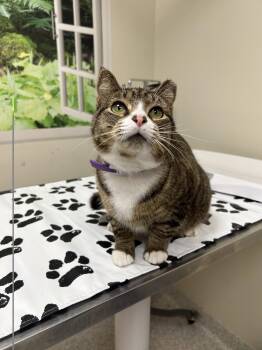 Missy -  Domestic Short Hair Cat for Adoption in Lancaster, Pennsylvania - Missy | PetCurious