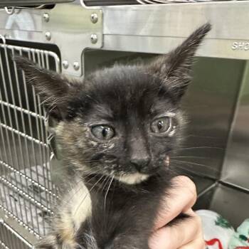 Moon Princess -  Domestic Short Hair Cat for Adoption in Corbin, Kentucky - Moon Princess | PetCurious