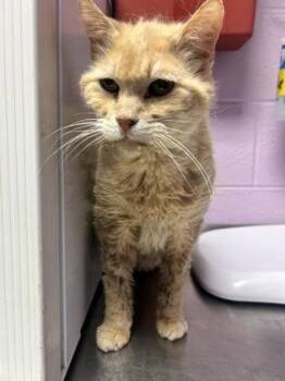 Domestic Short Hair Cats Available for Adoption - 60781569 | PetCurious