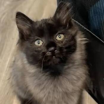 Wisp -  Domestic Long Hair Cat for Adoption in Granville, Ohio - Wisp | PetCurious