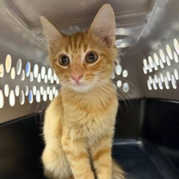 Astronaut -  Domestic Medium Hair Cat for Adoption in Galveston, Texas - Astronaut | PetCurious