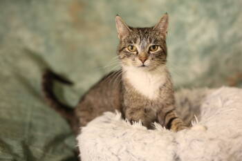 Cats for Adoption - Mayra (FeLV+/FIV+) | PetCurious