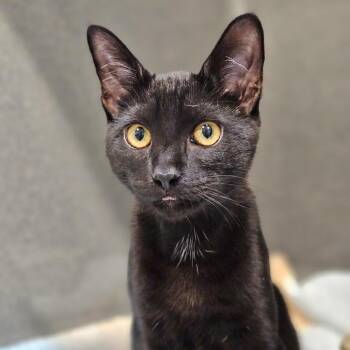 Rescue Domestic Short Hair Cats for Adoption in Endicott, New York - Sunset | PetCurious