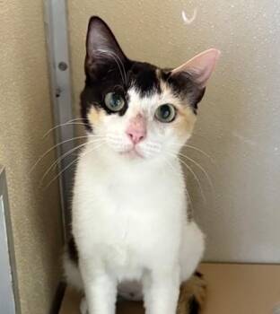 Maria -  Domestic Short Hair Cat for Adoption in Honolulu, Hawaii - Maria | PetCurious