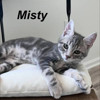 Misty -  Domestic Short Hair Cat Available for Adoption in Wind Gap, Pennsylvania - Misty | PetCurious