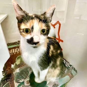 Ximena Canales -  Domestic Short Hair Cat for Adoption in Los Angeles, California - Ximena Canales | PetCurious