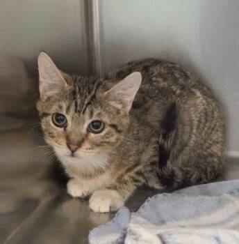 Domestic Short Hair Cats Available for Adoption - Kaiya | PetCurious