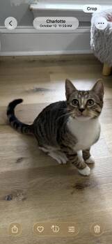 Rescue Domestic Short Hair Cats for Adoption in Belmont, North Carolina - Sweet Ginger | PetCurious