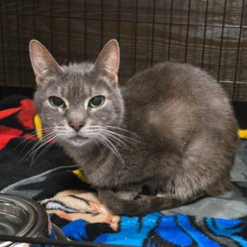 Domestic Short Hair Cats Available for Adoption - Cashmere | PetCurious