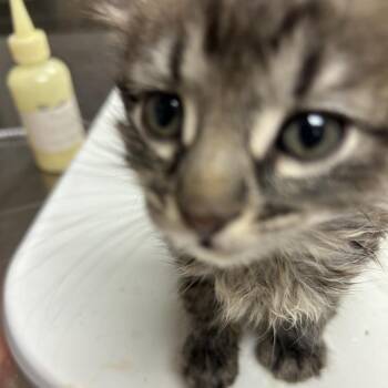 Domestic Short Hair Cats Available for Adoption in Ottawa, Kansas - Apricot | PetCurious