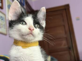 Ferdinand (The Cow Herd Litter) -  Domestic Short Hair Cat for Adoption in Baltimore, Maryland - Ferdinand (The Cow Herd Litter) | PetCurious