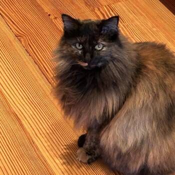 Arwen -  Domestic Long Hair and Tortoiseshell Cat for Adoption in Columbia, South Carolina - Arwen | PetCurious