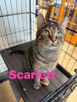 Scarlett -  Domestic Short Hair Cat for Adoption in Cowlesville, New York - Scarlett | PetCurious