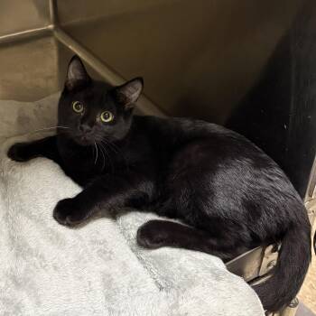 Rolly -  Domestic Short Hair Cat for Adoption in Worcester, Massachusetts - Rolly | PetCurious