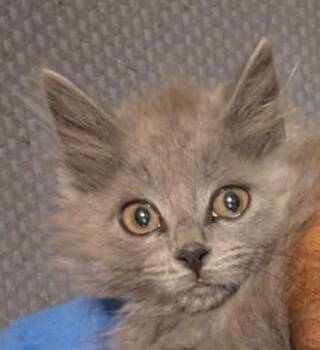 Ash -  Domestic Long Hair Cat for Adoption in Chalfont, Pennsylvania - Ash | PetCurious