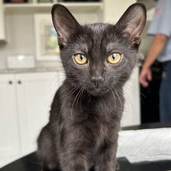 Rescue Domestic Short Hair Cats for Adoption in Germansville, Pennsylvania - Lulu | PetCurious