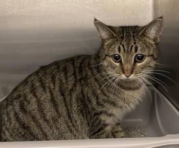 Domestic Short Hair Cats Available for Adoption in Lafayette, Indiana - Brandy | PetCurious