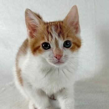 Domestic Short Hair Cats Available for Adoption in Johnson City, Tennessee - Jeremiah | PetCurious