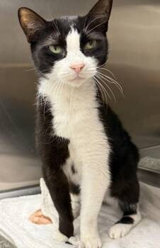 Chloe -  Domestic Short Hair Cat for Adoption in West Chester, Pennsylvania - Chloe | PetCurious