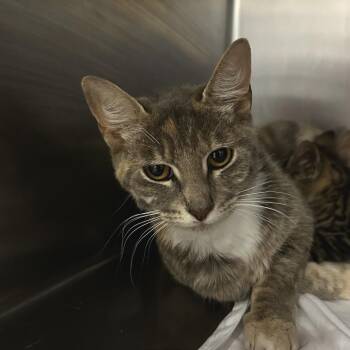 Soft Serve -  Domestic Short Hair Cat for Adoption in Chattanooga, Tennessee - Soft Serve | PetCurious