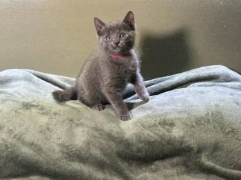 Marshmallow & Ambrosia -  Domestic Short Hair Cat for Adoption in Medfield, Massachusetts - Marshmallow & Ambrosia | PetCurious