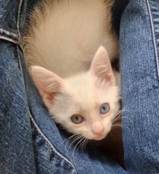 Sugar - Sweets Litter -  Siamese Cat for Adoption in Anthem, Arizona - Sugar - Sweets Litter | PetCurious