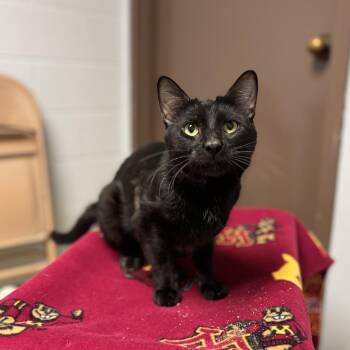 Domestic Short Hair Cats Available for Adoption in Fargo, North Dakota - Daniel | PetCurious
