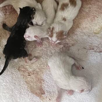 Angora -  Domestic Long Hair Cat for Adoption in Long Beach, California - Angora | PetCurious