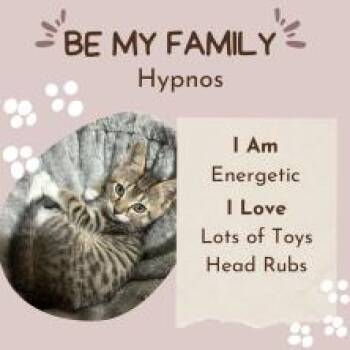 Hypnos -  Domestic Short Hair Cat for Adoption in Sarasota, Florida - Hypnos | PetCurious