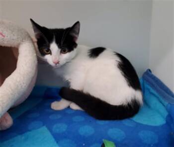 THORFINN -  Domestic Short Hair Cat for Adoption in Peoria, Illinois - THORFINN | PetCurious