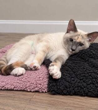 Persimmon -  Domestic Short Hair Cat for Adoption in Gorham, Maine - Persimmon | PetCurious