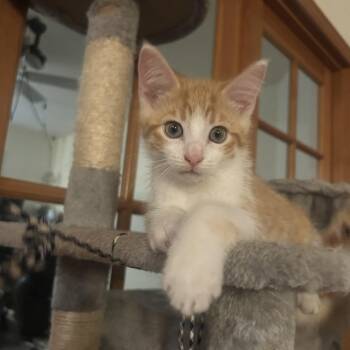 Wasabi -  Domestic Short Hair Cat for Adoption in Belfair, Washington - Wasabi | PetCurious
