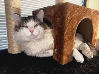 Domestic Long Hair Cats Available for Adoption - Klaus | PetCurious