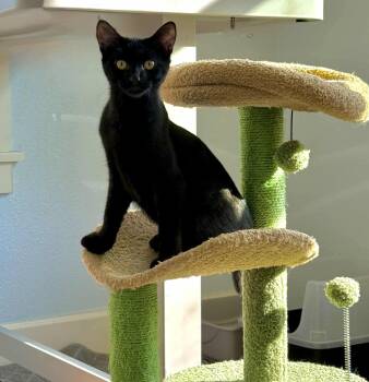 Rescue Domestic Short Hair Cats for Adoption in Gladstone, Oregon - Sharky | PetCurious