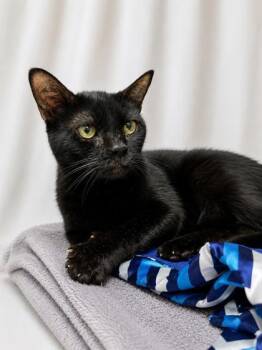 Evie (Eve) -  Domestic Short Hair Cat for Adoption in Covington, Louisiana - Evie (Eve) | PetCurious
