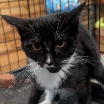 Rouge -  Domestic Short Hair Cat for Adoption in Carmel, Indiana - Rouge | PetCurious