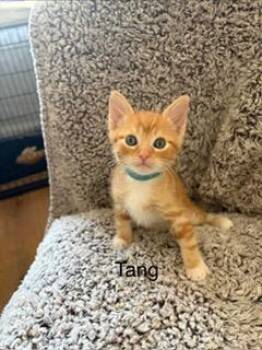 TANG -  Domestic Short Hair Cat for Adoption in Camarillo, California - TANG | PetCurious