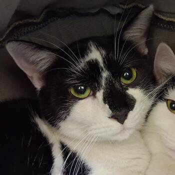 Domestic Short Hair Cats Available for Adoption in Middlebury, Vermont - Mars | PetCurious
