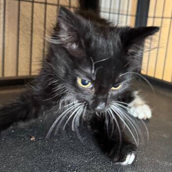 John -  Domestic Long Hair Cat for Adoption in Saginaw, Michigan - John | PetCurious