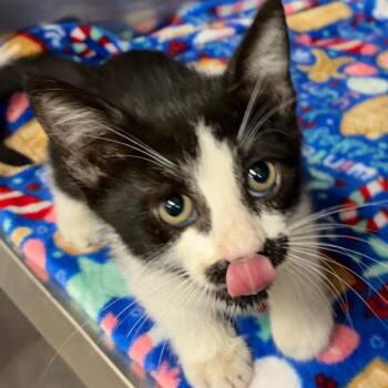 Rose -  Domestic Short Hair Cat for Adoption in Yuma, Arizona - Rose | PetCurious