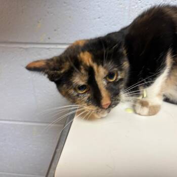 Belle -  Domestic Short Hair Cat for Adoption in Dekalb, Illinois - Belle | PetCurious