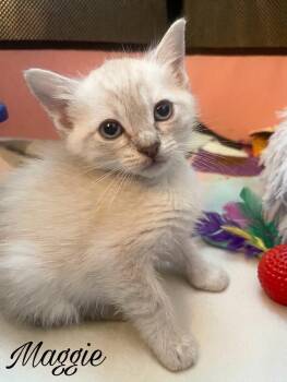Domestic Short Hair and Siamese Cats Available for Adoption in Campbell, California - Maggie | PetCurious