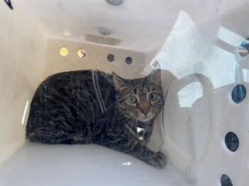 EMMIE -  Domestic Short Hair Cat for Adoption in Rowlett, Texas - EMMIE | PetCurious