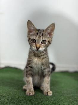 Peludo-One of our Amazing Rescue Cats -  Tabby and Domestic Short Hair Cat for Adoption in Carlsbad, California - Peludo-One Of Our Amazing Rescue Cats | PetCurious