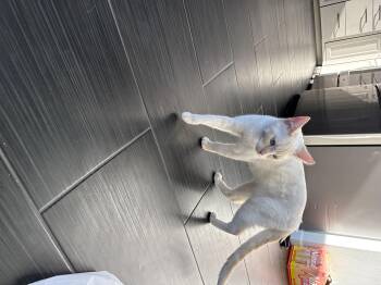 Limoncello -  Domestic Short Hair Cat for Adoption in Crookston, Minnesota - Limoncello | PetCurious